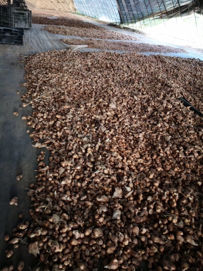 香雪兰小苍兰种球种子花卉盆栽切花香味大量供应一代种球