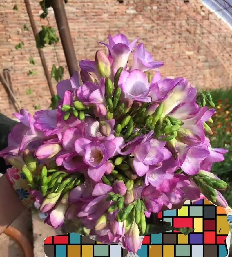 香雪兰小苍兰种球种子花卉盆栽切花香味大量供应一代种球