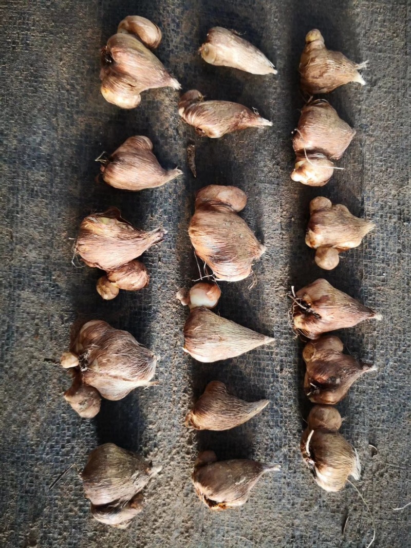 香雪兰小苍兰种球种子花卉盆栽切花香味大量供应一代种球