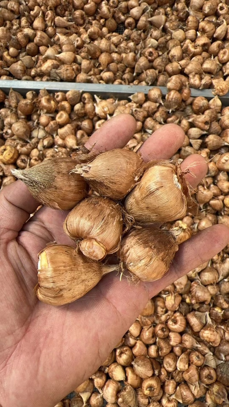 香雪兰小苍兰种球种子花卉盆栽切花香味大量供应一代种球