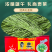 云南贡菜产地直销9斤试用装商用火锅店专用