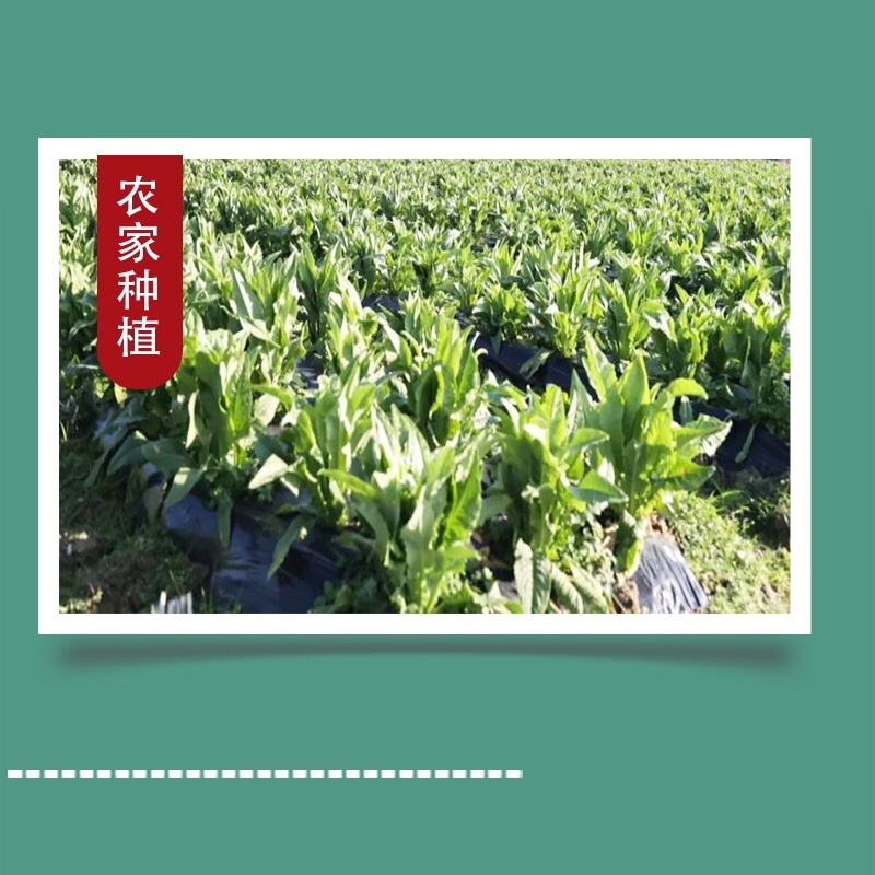 云南贡菜产地直销9斤试用装商用火锅店专用