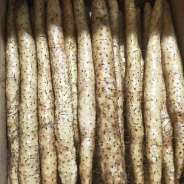 【精品山药】河北双棒，白玉，麻山药，各种品质规格齐全