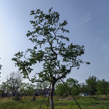 乌桕，丛生乌桕，造型乌桕，假植乌桕