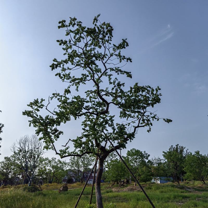 乌桕，丛生乌桕，造型乌桕，假植乌桕