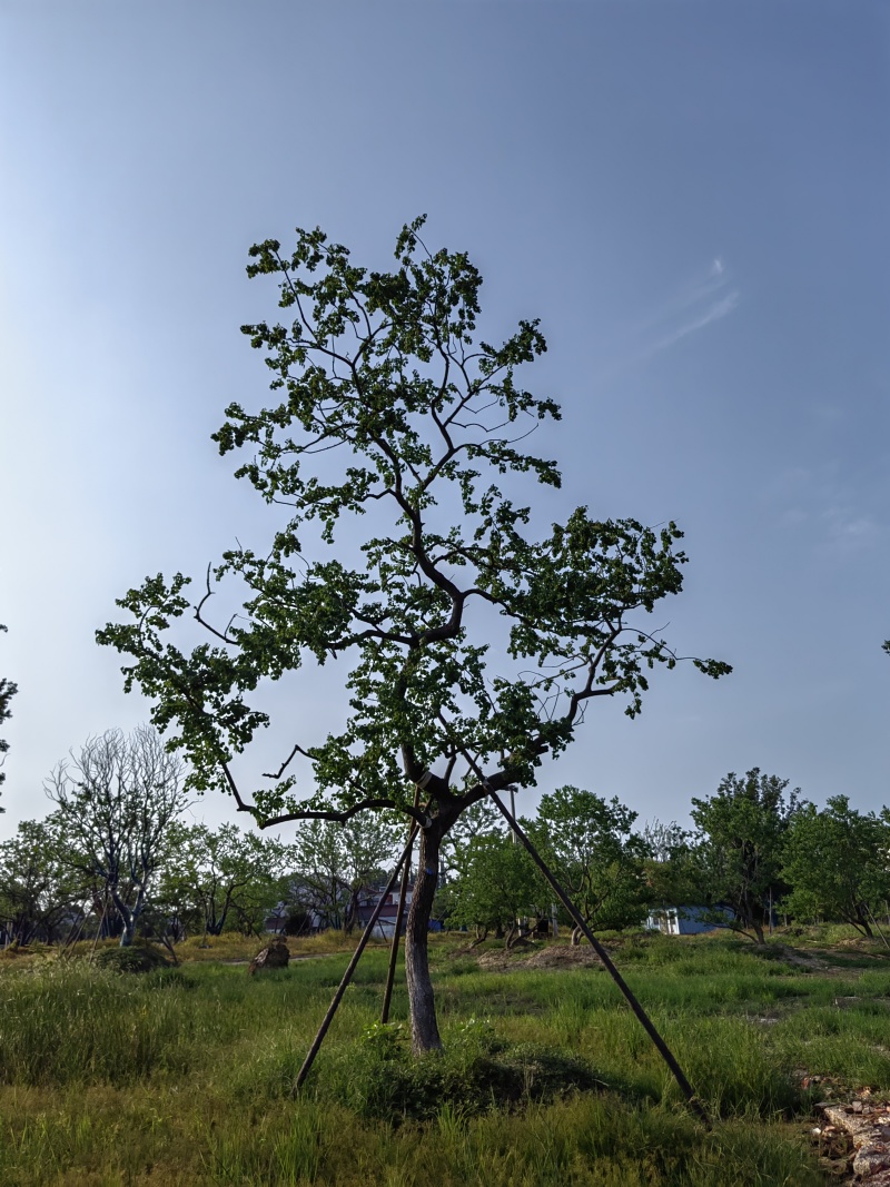 乌桕，丛生乌桕，造型乌桕，假植乌桕