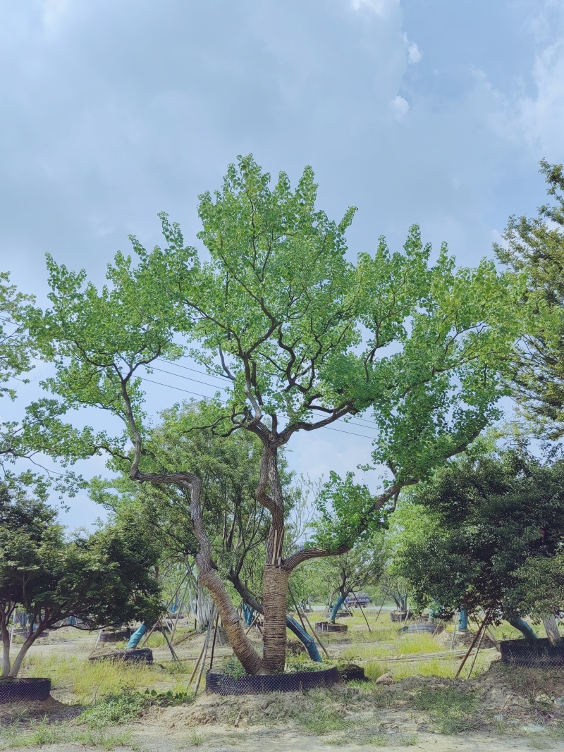 乌桕，丛生乌桕，造型乌桕，假植乌桕