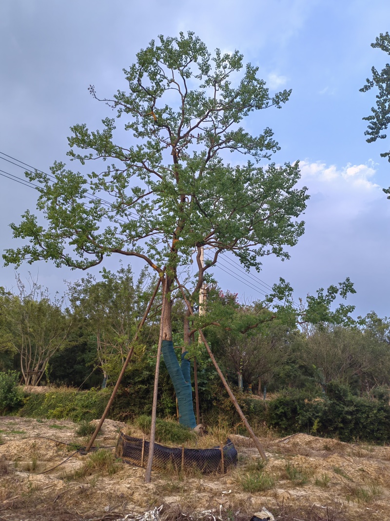 乌桕，丛生乌桕，造型乌桕，假植乌桕