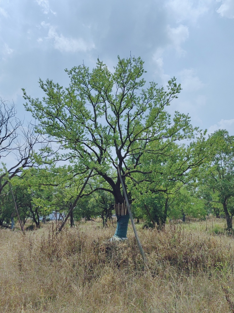 乌桕，丛生乌桕，造型乌桕，假植乌桕