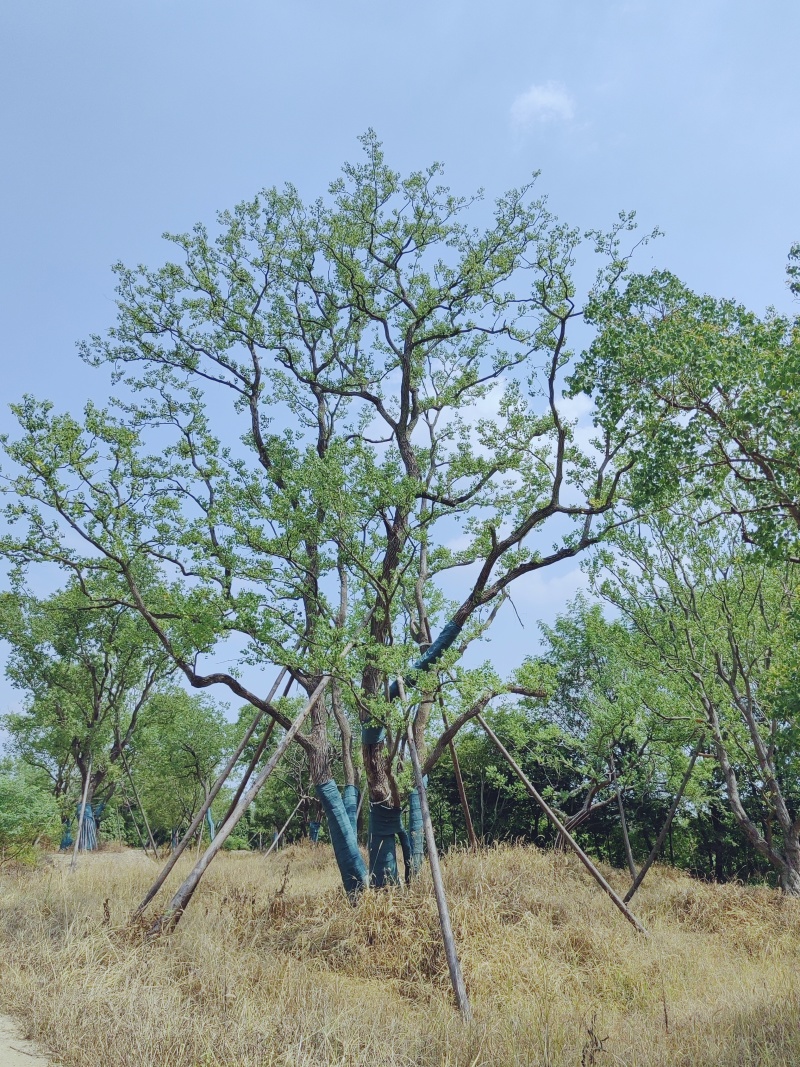 乌桕，丛生乌桕，造型乌桕，假植乌桕
