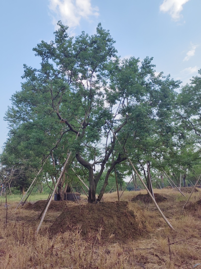 乌桕，丛生乌桕，造型乌桕，假植乌桕