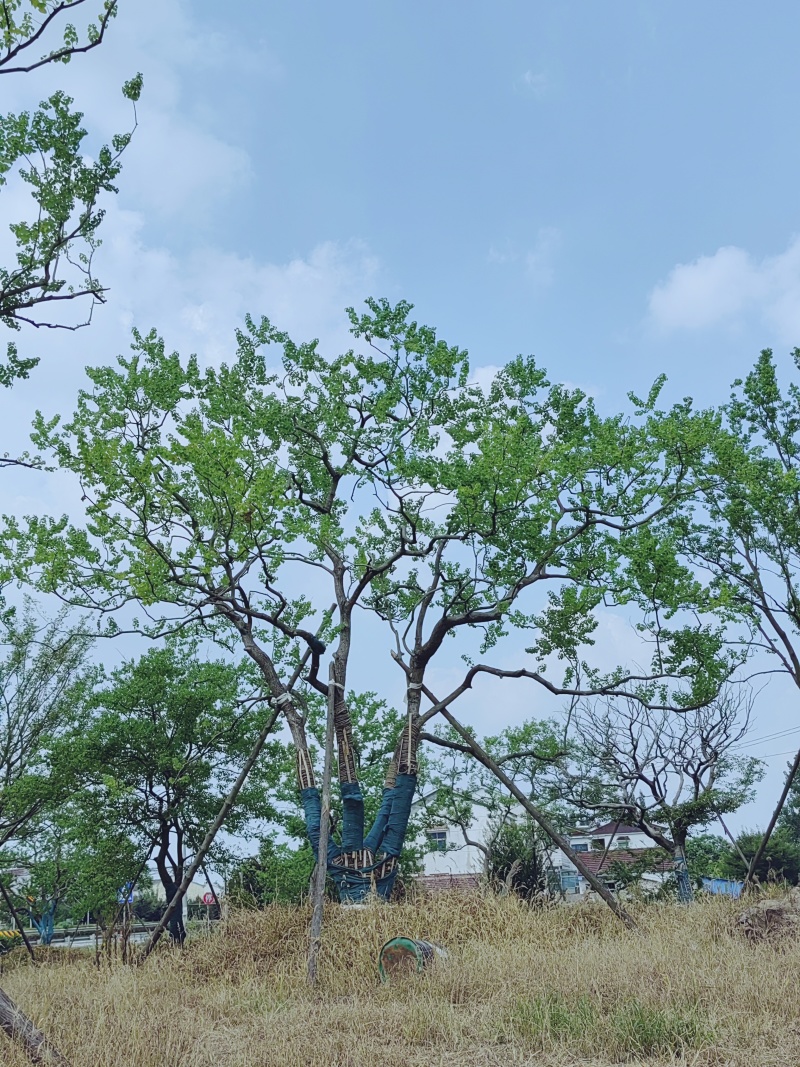 乌桕，丛生乌桕，造型乌桕，假植乌桕