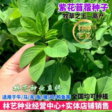 紫花苜蓿种子进口苜蓿种子多年生牧草四季型型牧草种籽