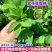 紫花苜蓿种子进口苜蓿种子多年生牧草四季型型牧草种籽
