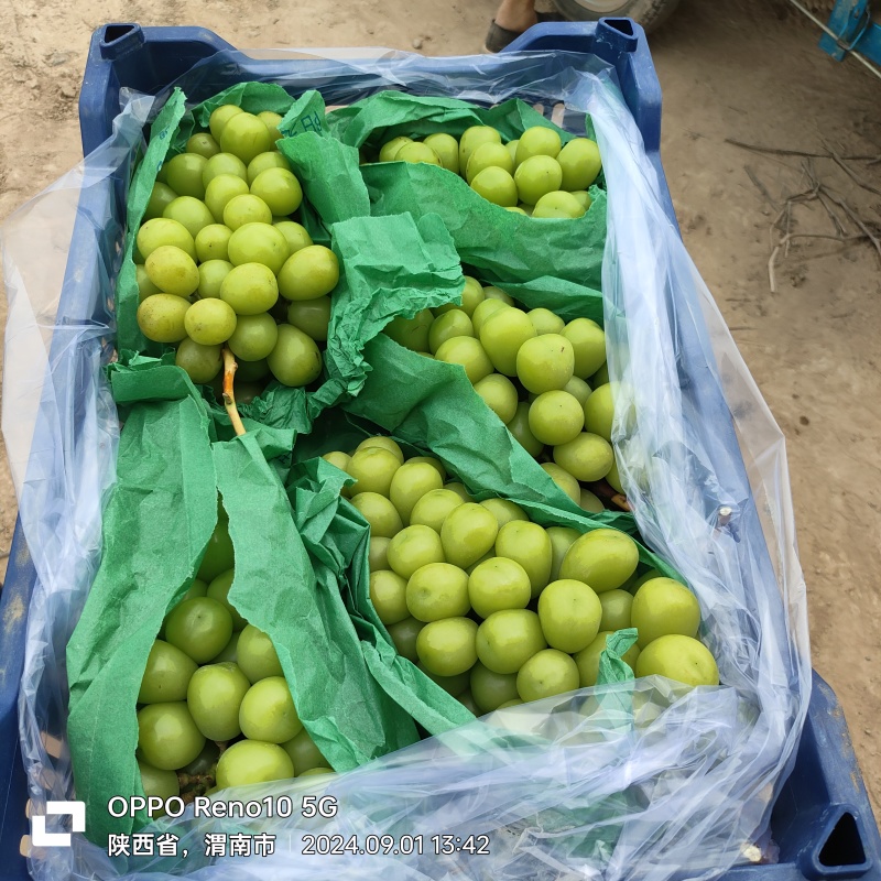 陕西阳光玫瑰葡萄大量上市供应