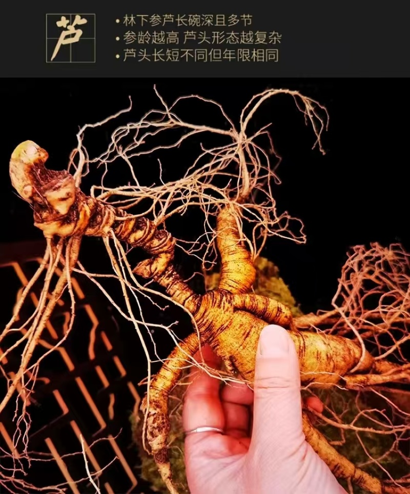【推荐】长白山高年头林下鲜参泡酒煲汤送礼自用高年头