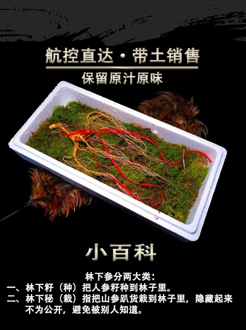 【推荐】长白山高年头林下鲜参泡酒煲汤送礼自用高年头