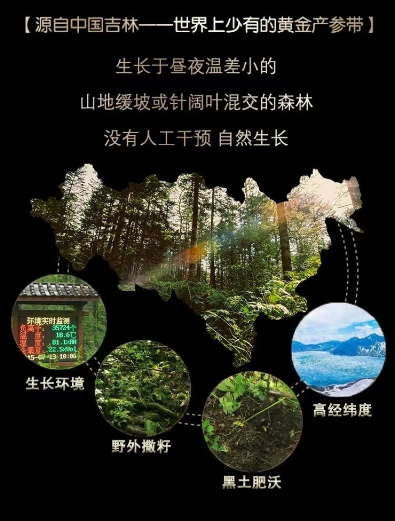 【推荐】长白山高年头林下鲜参泡酒煲汤送礼自用高年头