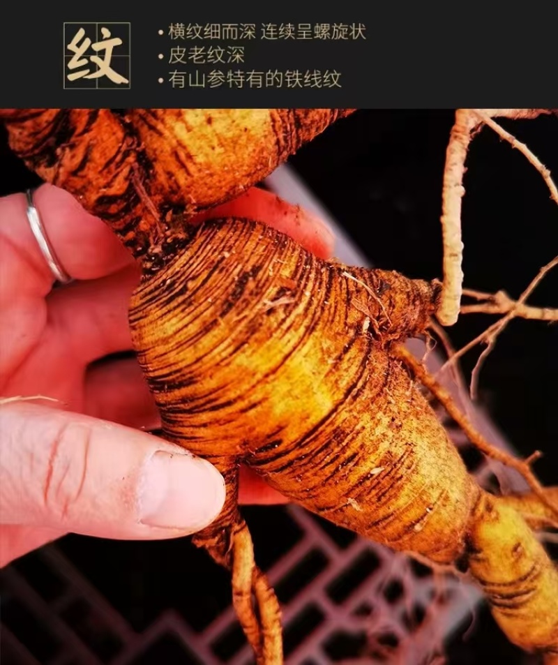 【推荐】长白山高年头林下鲜参泡酒煲汤送礼自用高年头