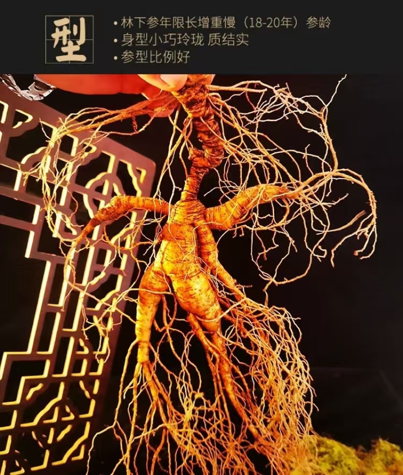 【推荐】长白山高年头林下鲜参泡酒煲汤送礼自用高年头
