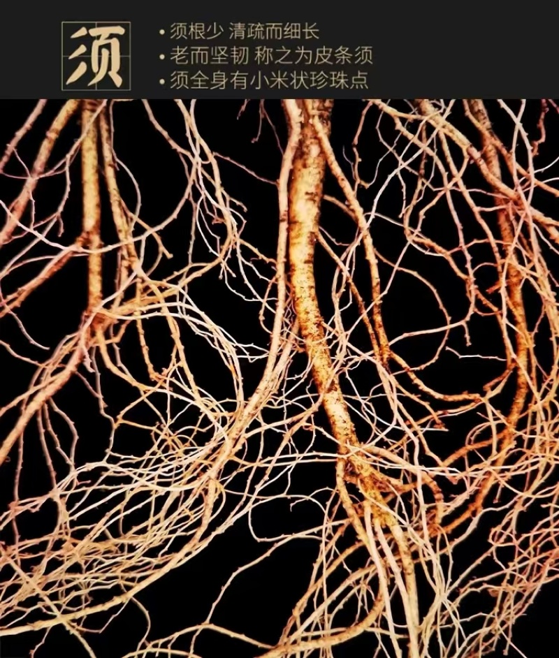 【推荐】长白山高年头林下鲜参泡酒煲汤送礼自用高年头