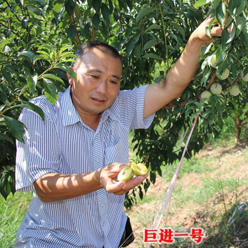 巨进一号李子苗（付成德李子苗基地）