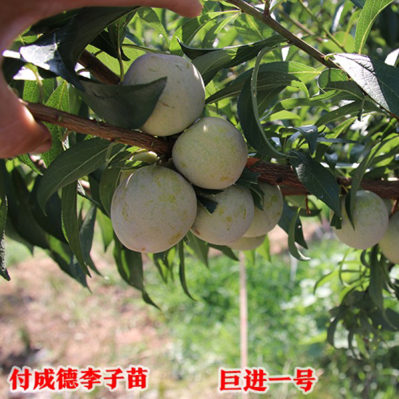 巨进一号李子苗（付成德李子苗基地）