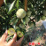 巨进一号李子苗（付成德李子苗基地）