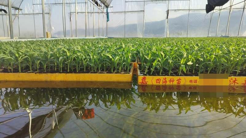 玉米苗量大质优价格优惠一手货源包成活率，支持视频看货