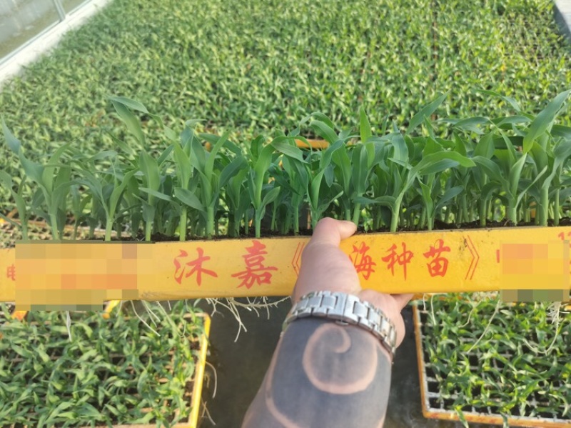 玉米苗量大质优价格优惠一手货源包成活率，支持视频看货