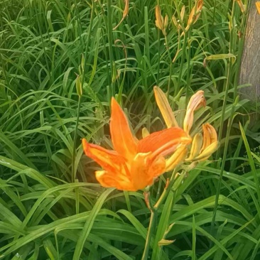 大花萱草绿化苗产地直发量大从优价格美丽当年开花耐寒