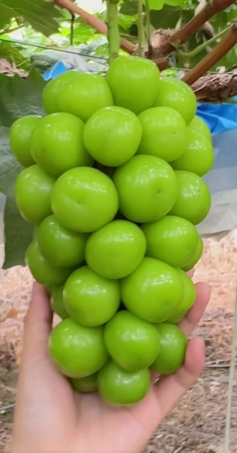 新鲜葡萄，阳光玫瑰，甜蜜多汁健康美味诚信经营