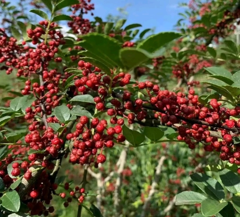 纯干红花椒贡椒无硫磺熏无杂质产地批发长期供货量大优惠