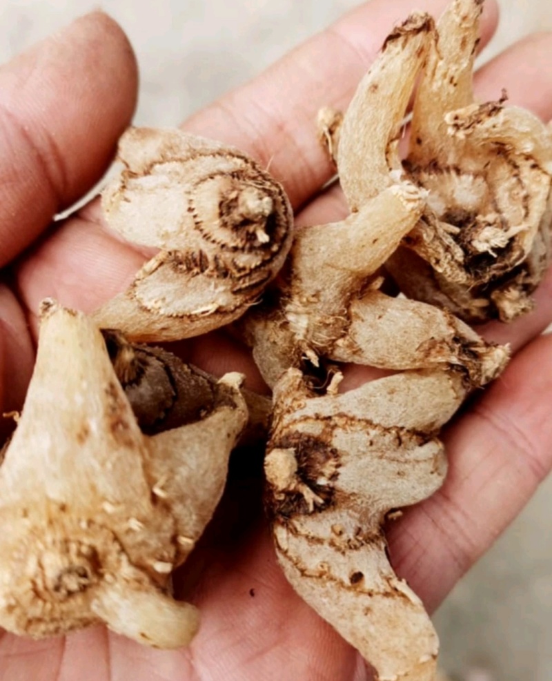 纯净白芨长期供应无杂质欢迎咨询