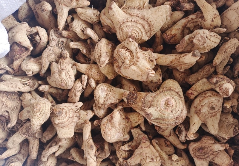 纯净白芨长期供应无杂质欢迎咨询