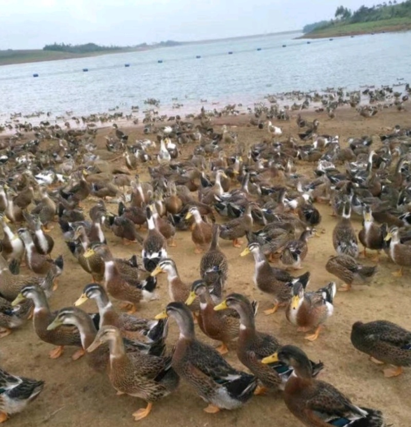 厂家批发鸭苗大种麻鸭苗建湖麻鸭苗包疫苗包邮包活