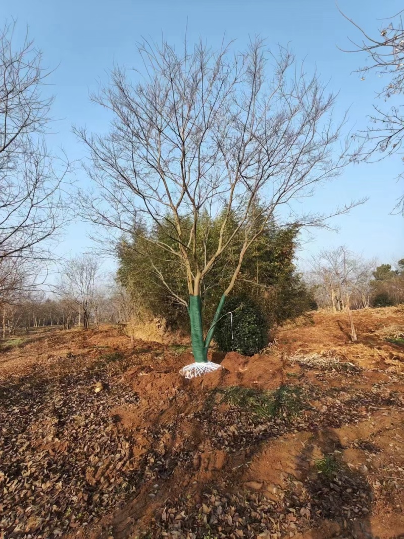 独本丛生朴树，丛生朴树