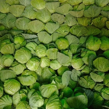 云南绿甘蓝圆白菜小铁头大量供应对接各种渠道欢迎联系