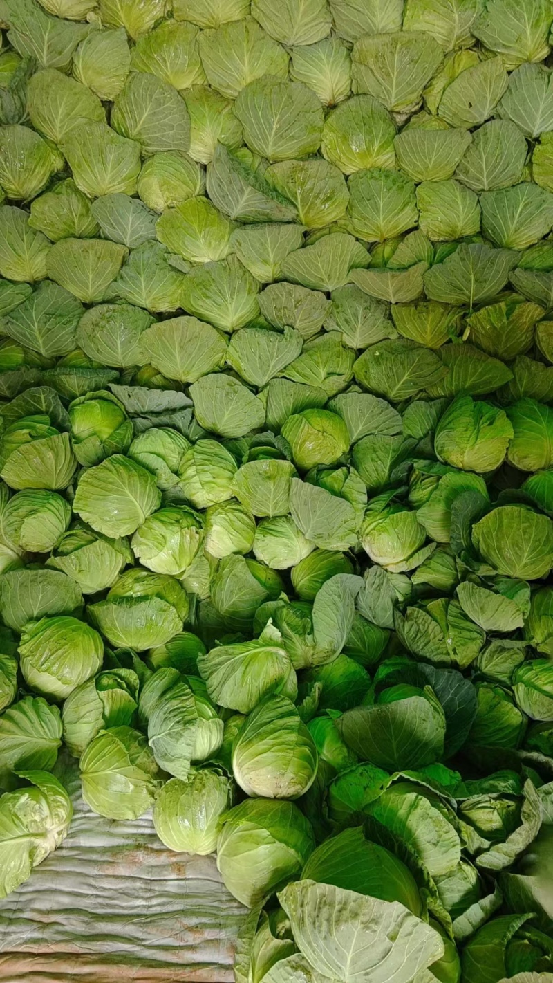 云南绿甘蓝圆白菜小铁头大量供应对接各种渠道欢迎联系