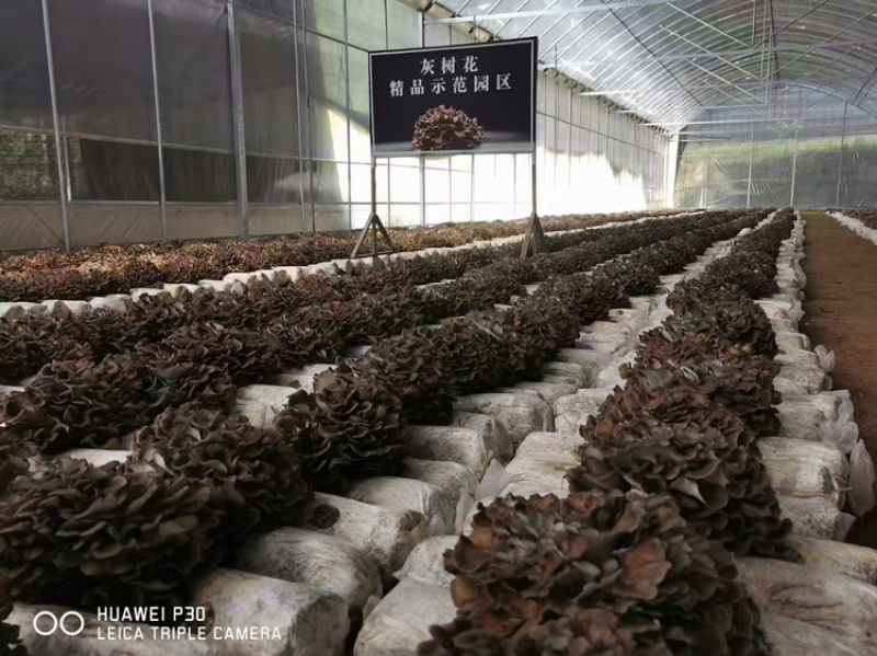 【优选】灰树花提取和打粉原料品质保障可全国发货