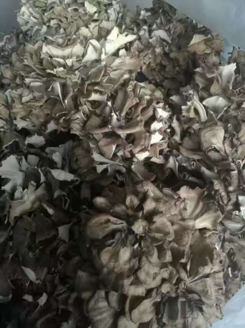 【优选】灰树花提取和打粉原料品质保障可全国发货