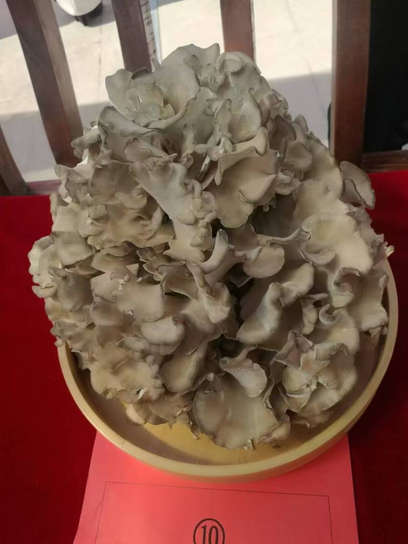 【优选】灰树花提取和打粉原料品质保障可全国发货