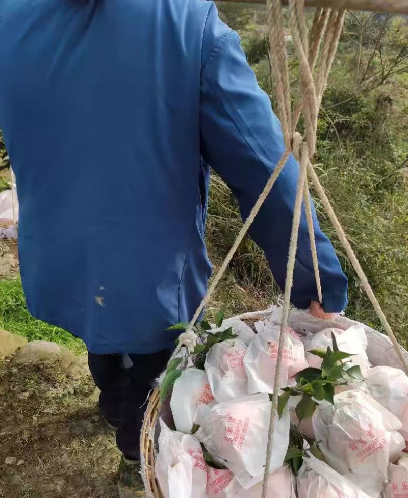 【实力推荐】广西爱媛橙，大量有货，产地直发，价格优惠