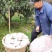 【实力推荐】广西爱媛橙，大量有货，产地直发，价格优惠