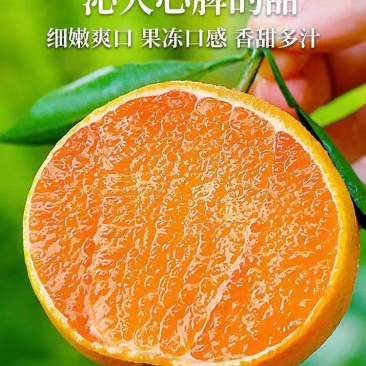 【实力推荐】广西爱媛橙，大量有货，产地直发，价格优惠