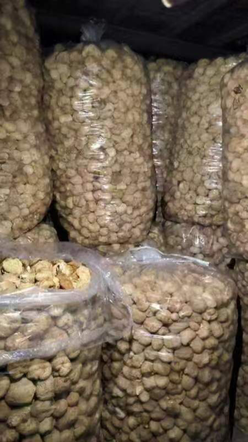 【优质】猴头菇大量上市可视频看货诚信经营欢迎合作