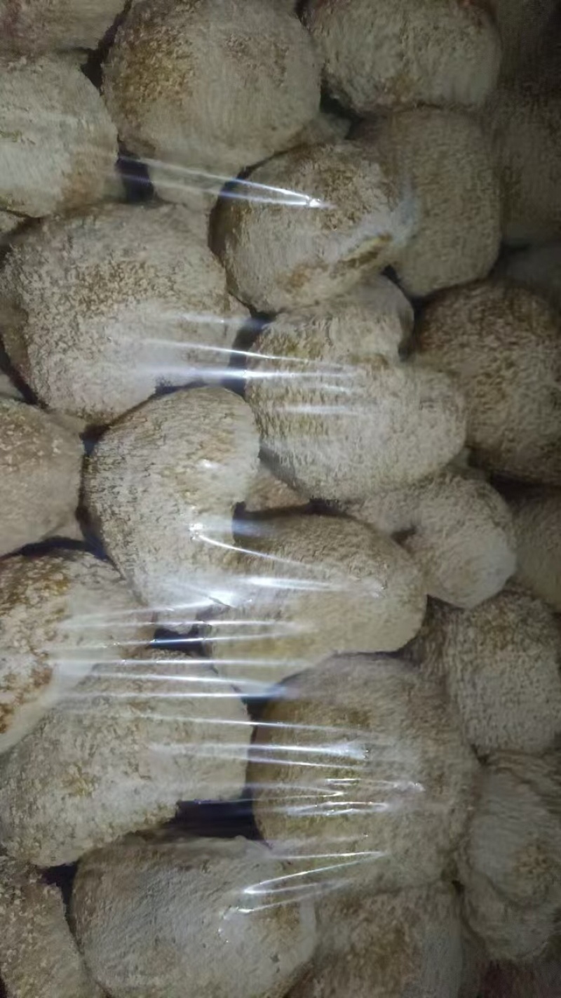 【优质】猴头菇大量上市可视频看货诚信经营欢迎合作