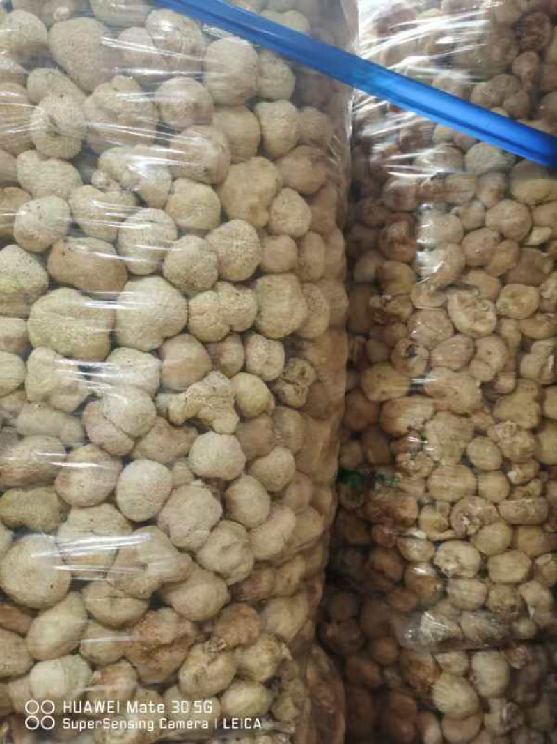 【优质】猴头菇大量上市可视频看货诚信经营欢迎合作