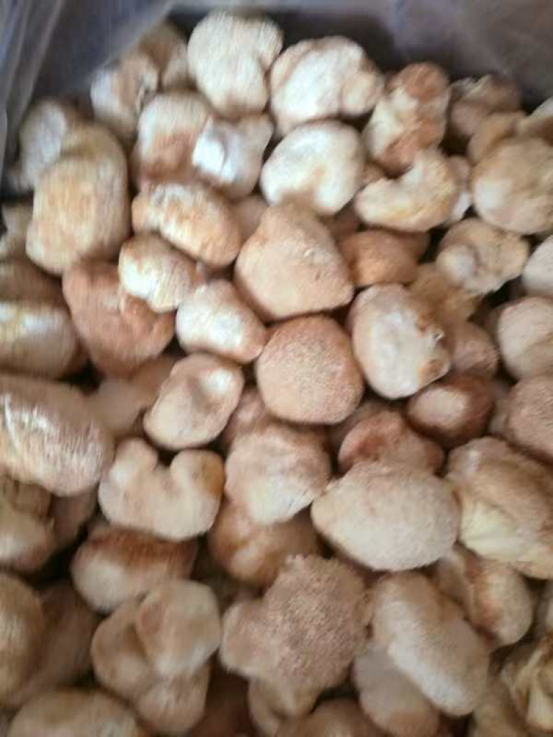 【优质】猴头菇大量上市可视频看货诚信经营欢迎合作