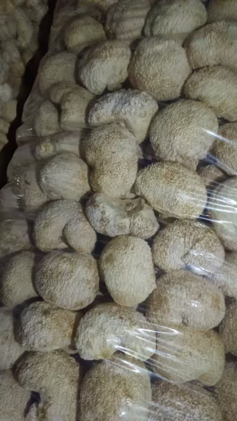 【优质】猴头菇大量上市可视频看货诚信经营欢迎合作